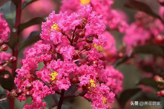 适合冬天养的室内植物，适合冬天室外养的植物有哪些（最适合院子的15种花）