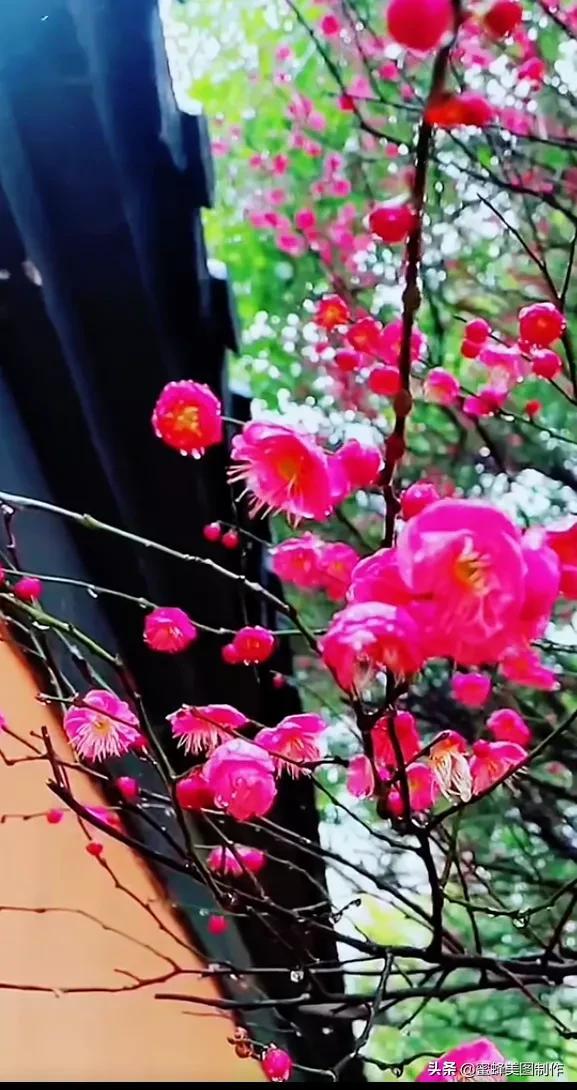 花草图片,一花一世界(花草图片自然风景)