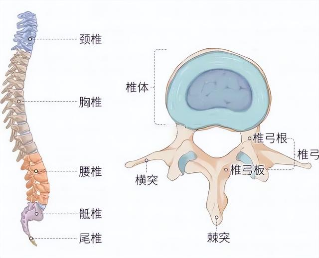 突然闪到腰了应该怎么办，一不小心闪到腰了怎么办（好好的腰，怎么说闪就闪）