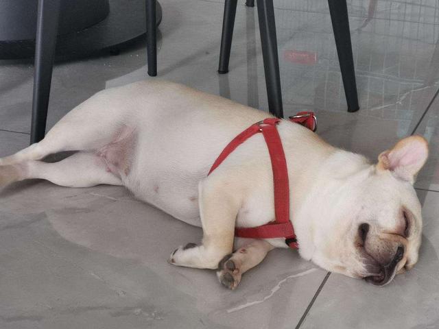 独特好听的零食店名字360个 零食店名字有创意的取名大全，独特好听的零食店名字360个（2022年狗狗“爆款”名字公布）