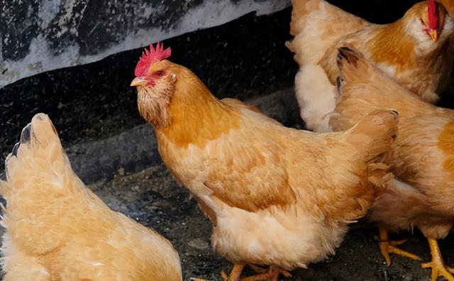 小鸡为什么总叫，小鸡为啥一直叫（鸡发出怪叫是怎么回事小鸡怪叫是怎么回事鸡出现怪叫是怎么回事）