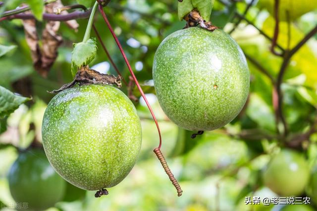 百香果的种植方法，百香果种植时间和方法（教你怎样种百香果树）