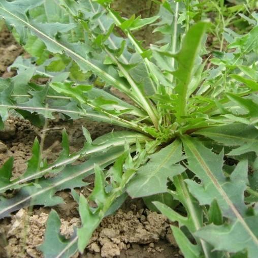 农村能吃的100种野菜图片,有哪些野菜可以吃 农村能吃的100种野菜图片,有哪些野菜可以吃