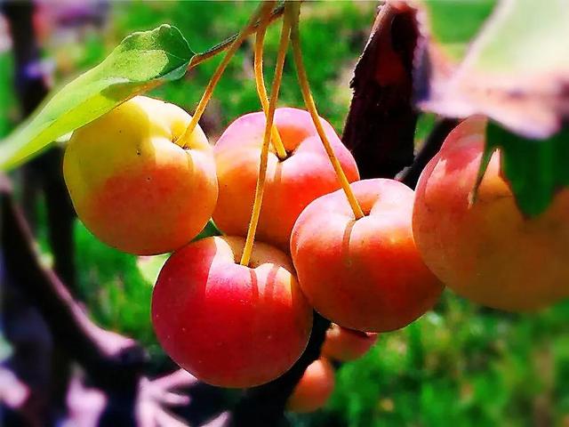 西府海棠图片，西府海棠～花苞胭脂点点（西府海棠）