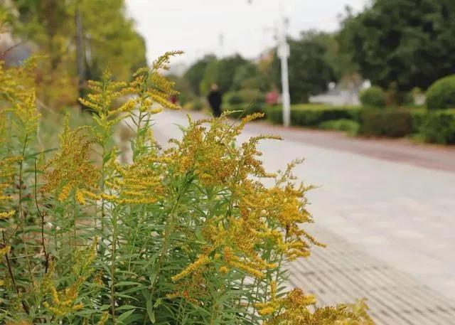 贵阳市花是什么花，贵阳市花是什么花啊（故被称为“生态杀手”）