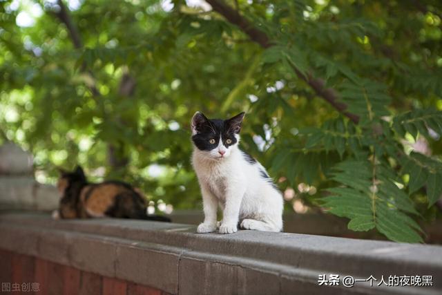 矮脚猫曼基康怎么养，曼基康矮脚猫（<新手养猫不会选品种的看过来>）