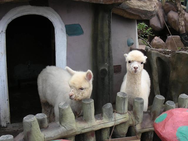 长鹿休闲度假农庄，长鹿农庄旅游攻略（Yoyo游一游——长鹿旅游休博园）