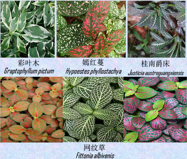 关于爵床科介绍，爵床科的特点（西双版纳植物园亮相了）