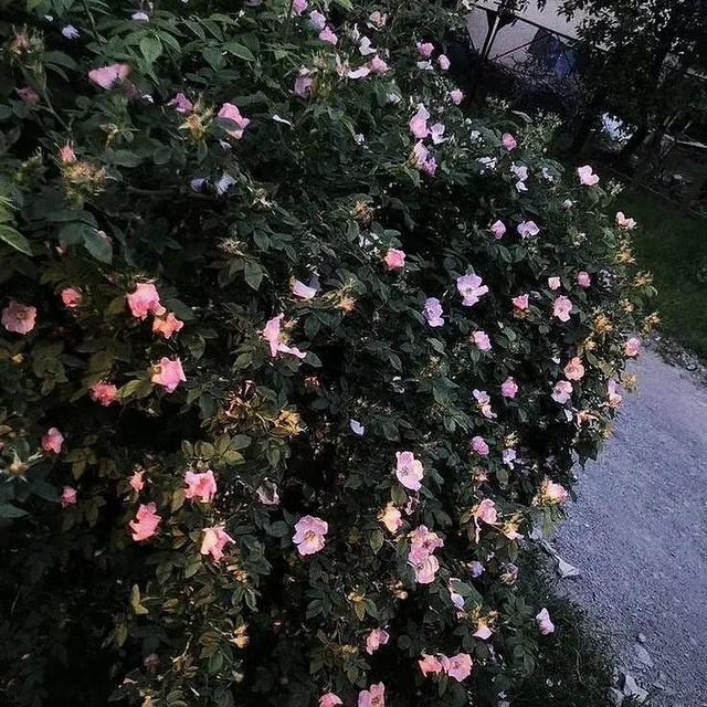 思君念君不见君，思君念君不见君的全时是什么（<高级一点怎么说>）