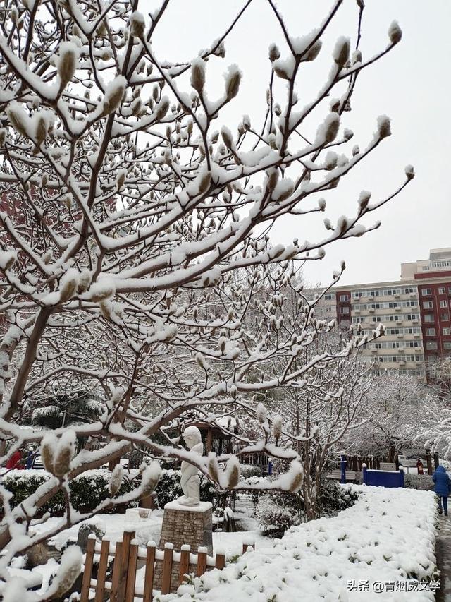 春天真美写一小段话，春天真美呀写句子（一场雪，让这里的春天真美）