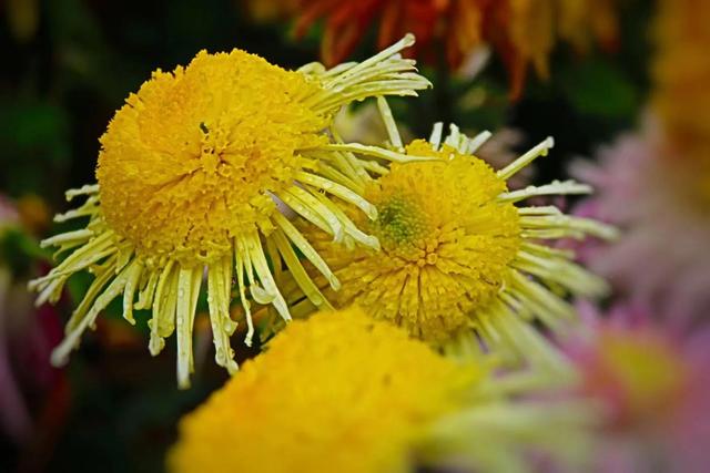 重阳节和菊花有什么关系，重阳节菊花代表什么意思（重阳节与菊花）