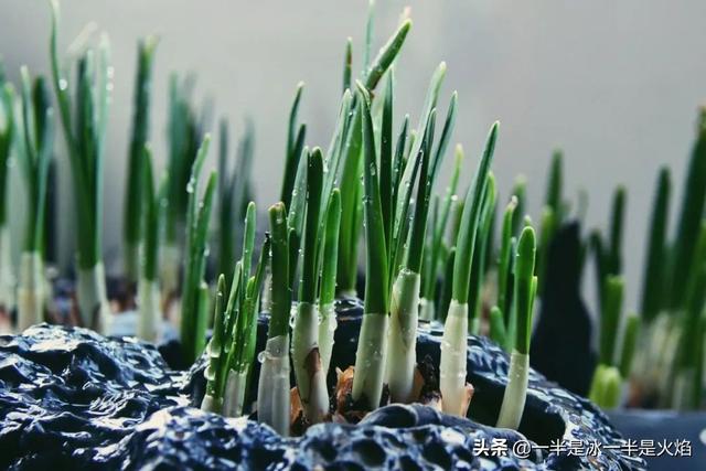 惊蛰的意思，惊蛰的意思和来历（惊蛰：春日惊醒，万物惊喜）