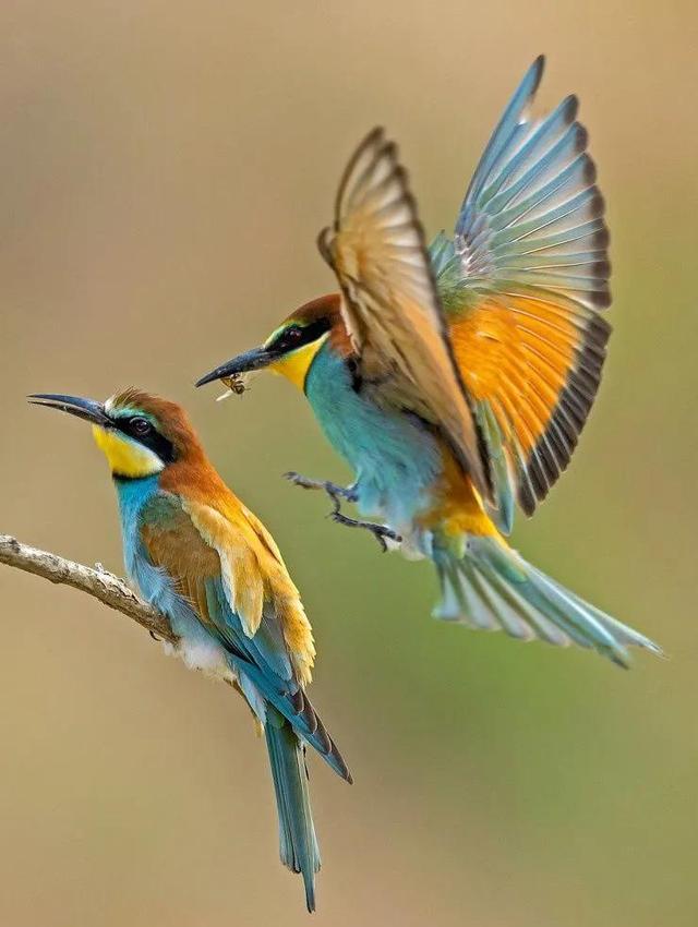 黄喉蜂虎最早什么年代出现的，黄喉蜂虎