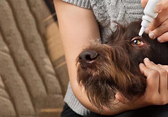 狗狗泪痕怎么快速解决，眼睛常见难题之泪痕