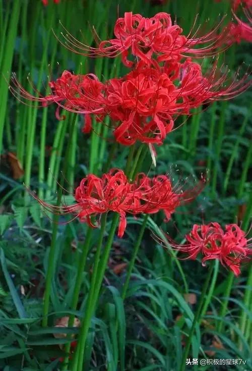 各种花的花语及寓意花语，各种花的花语和象征（你知道这些花的花语吗）