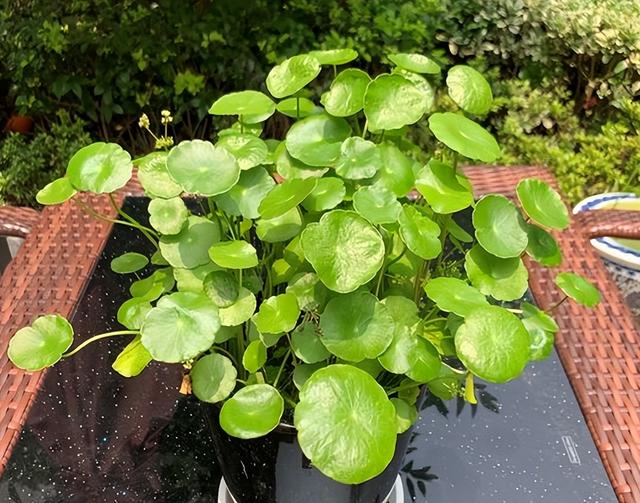 花的叶子发黄是怎么回事，茉莉花的叶子发黄是怎么回事（植物黄叶有七个原因）