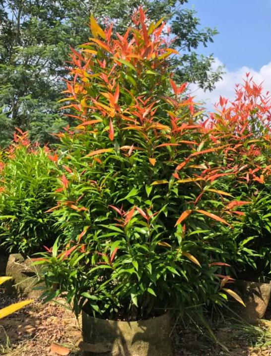 别墅庭院围墙遮挡植物有哪些，别墅围墙绿植（看上去“清清爽爽”）