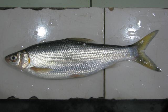 白色的鱼是什么鱼，白色的观赏大鱼是什么鱼（黑龙江鱼类之“三十二杂鱼”图谱）