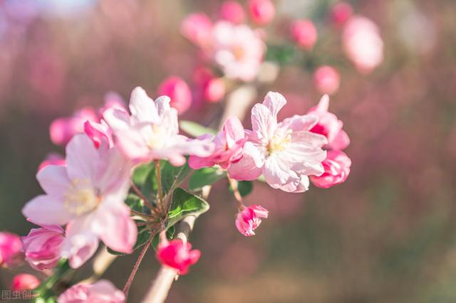 美丽的春天，美丽的春天200字作文（散文诗：美丽的春天）