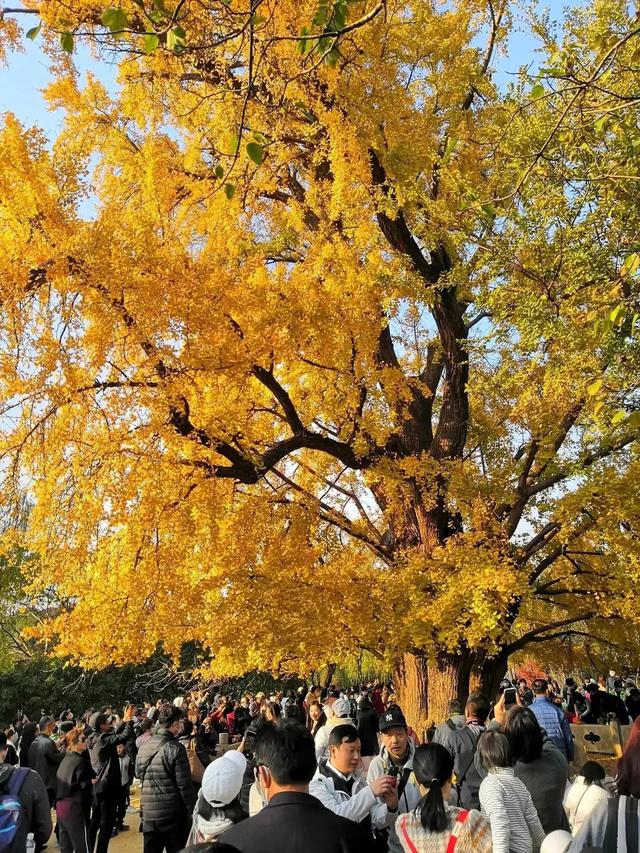 秋天银杏十大绝美诗句，咏上海001号古银杏树