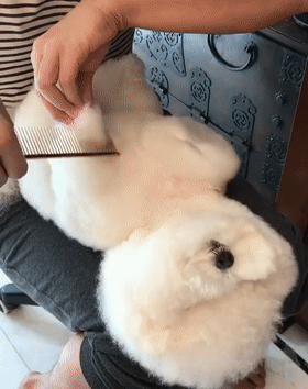 比熊犬多少钱一只，比熊多少钱一只（巴比熊犬价格）