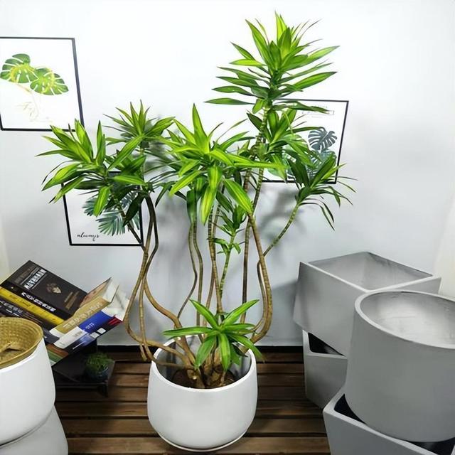 最适合客厅的十大植物，吉利又能吸“废气”