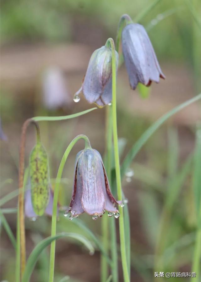 曼陀罗花的图片，曼陀罗花是什么（301味中药材的原植物彩色图谱）
