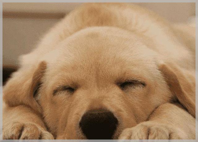犬瘟（犬瘟传染人吗，狗狗出现犬瘟有什么症状（犬瘟有传染吗）