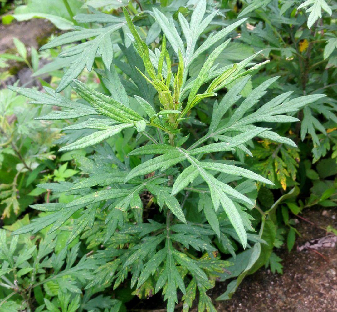 农村能吃的100种野菜图片，有哪些野菜可以吃