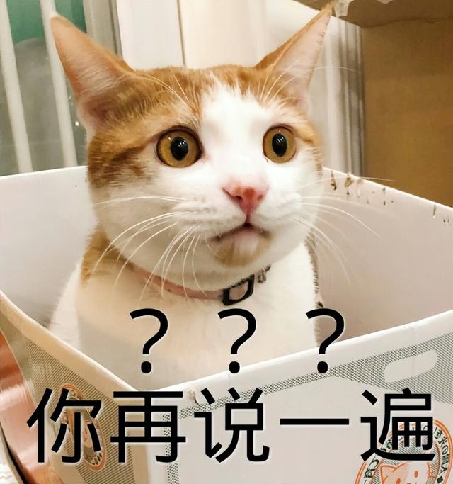 猫名怎么取比较旺主人，猫名怎么取比较旺主人叠字（冷知识：猫起名的“禁忌”）