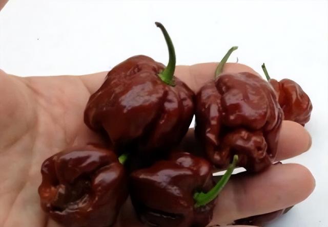 世界上最辣的辣椒，世界上最辣的五种辣椒（世界上最辣的10种辣椒）