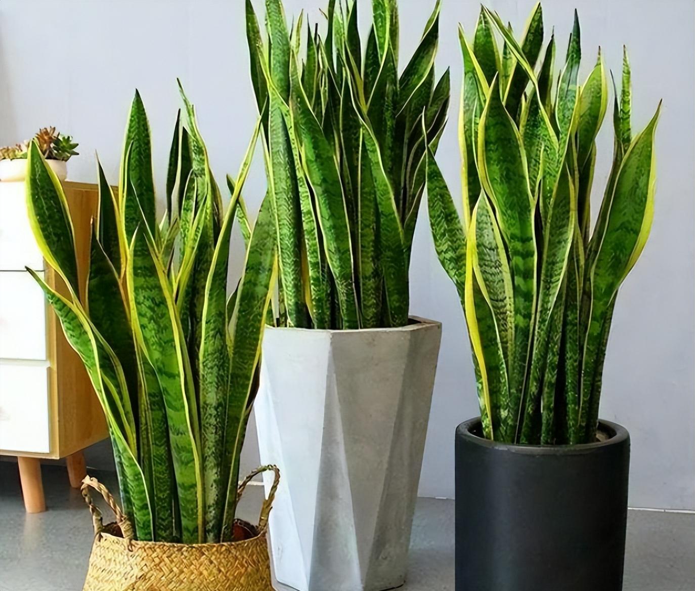 家里可以养虎皮兰吗,家里为什么不能养虎皮兰 - 玉三网