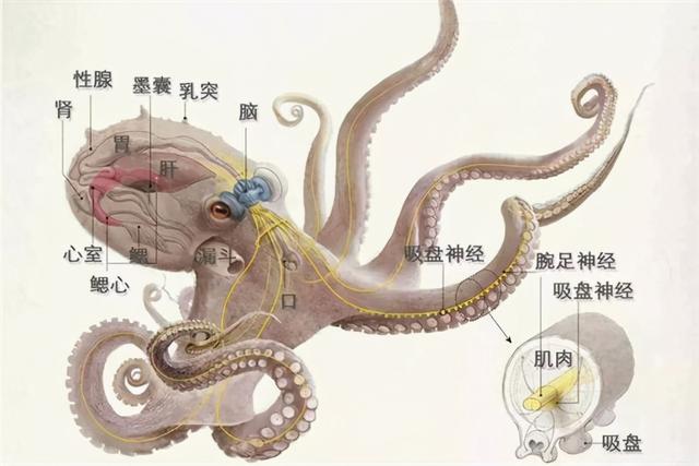 章鱼吃什么，章鱼吃什么东西作为食物（还有一身怪本领）