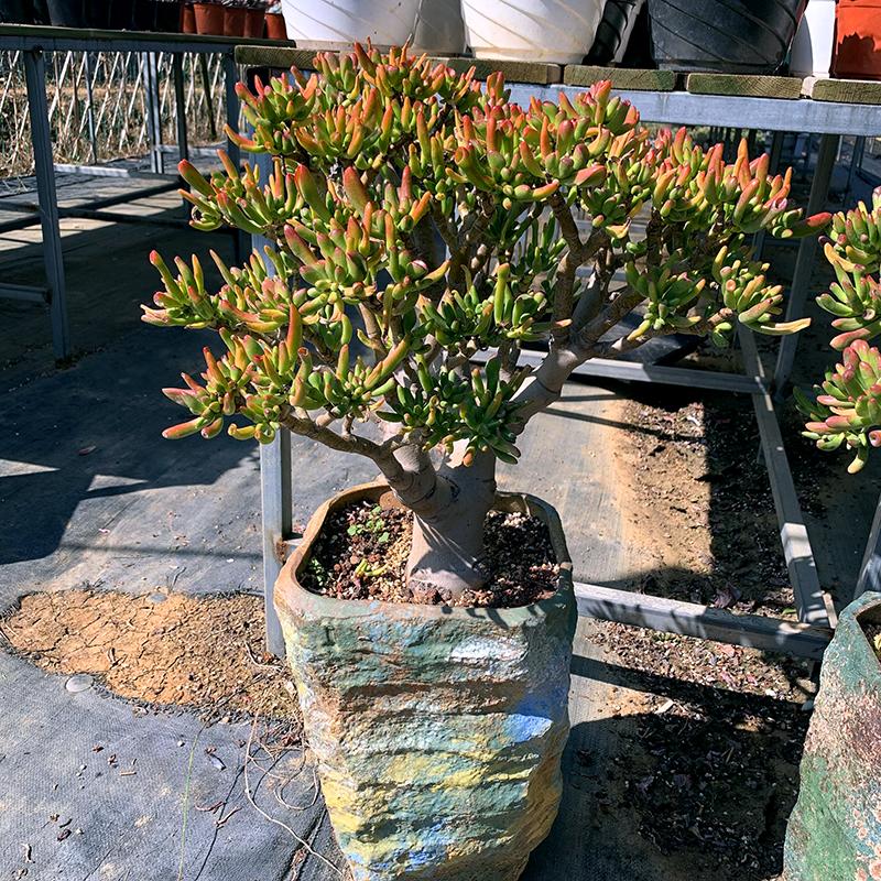 马齿苋多少钱一棵，马齿苋药材价格（堪称“死不了”）