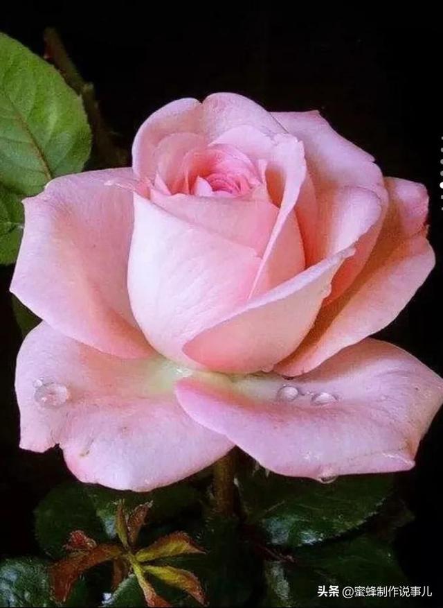 适合做微信头像的花朵图片，微信头像风景花朵图片     春暖花开（春暖花开的季节，美如仙境）