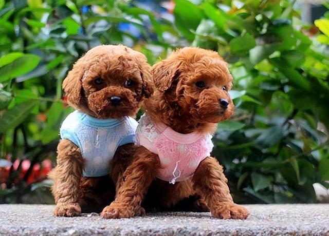 恐怖微笑狗图片，恐怖微笑狗图片 原图（狗界这几种出了名的“胆小鬼”）