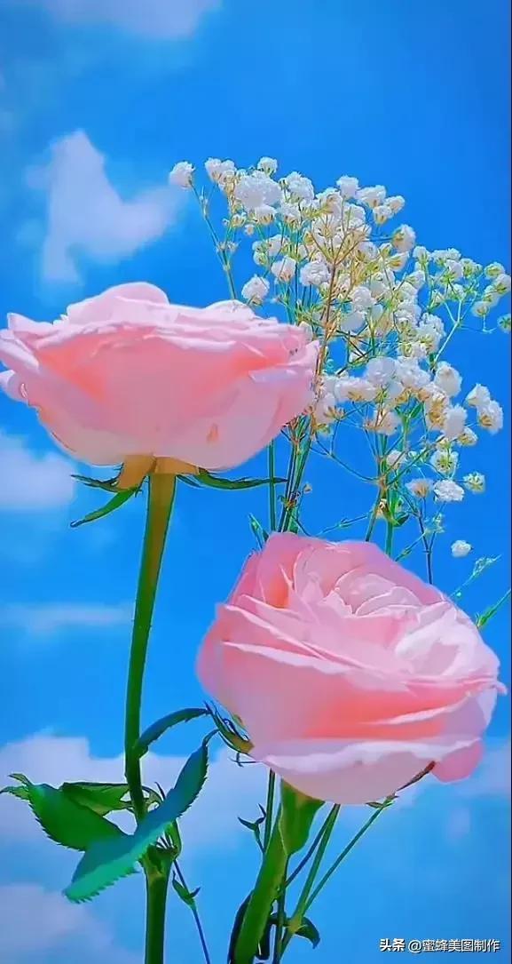 七夕节的图片，七夕浪漫情人节，玫瑰壁纸（七夕节的图片）