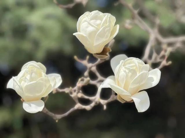 遇见最美的小镇，去针灸小镇赴一场玉兰之约~