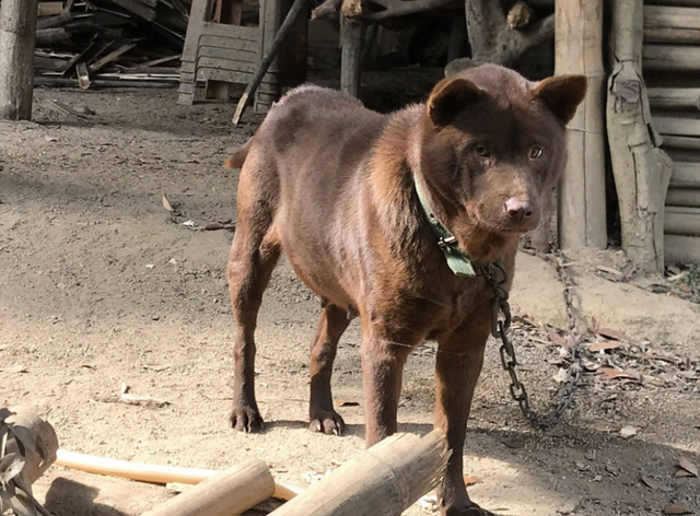 牛的幸运色是什么颜色，97年属牛的幸运色是什么颜色（“山牛红犬”为什么越来越多人喜欢）