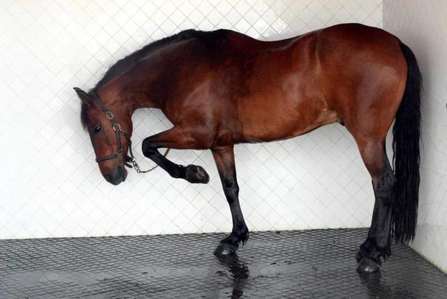 马厩是什么意思，马厩还可以说成什么（从肢体语言了解马在“说”什么）