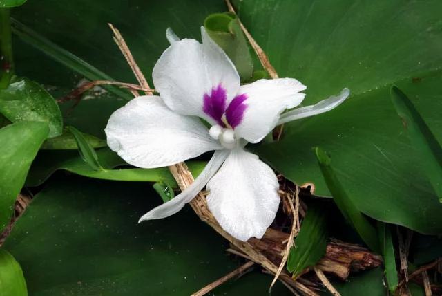 姜的种类和功效，姜的种类和功效和作用（12种姜科的辛香料）