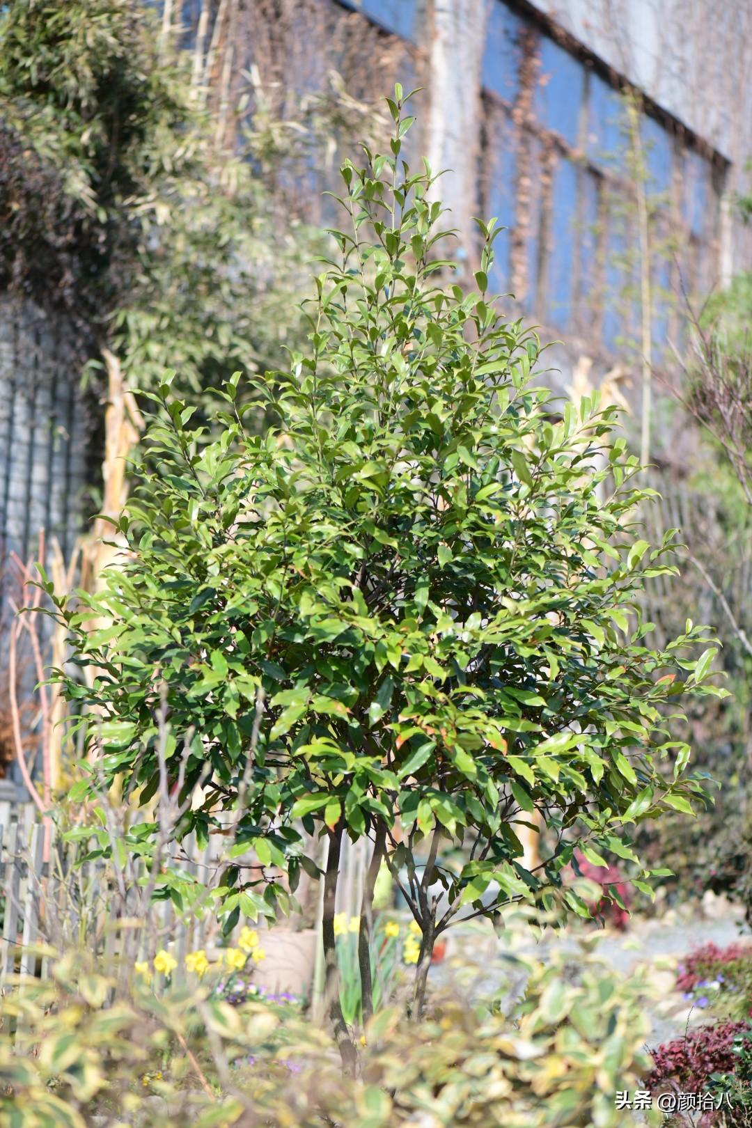 冬青小苗怎么种植，冬青幼苗种植和管理方法（从一棵枸骨冬青开始的移栽大行动）