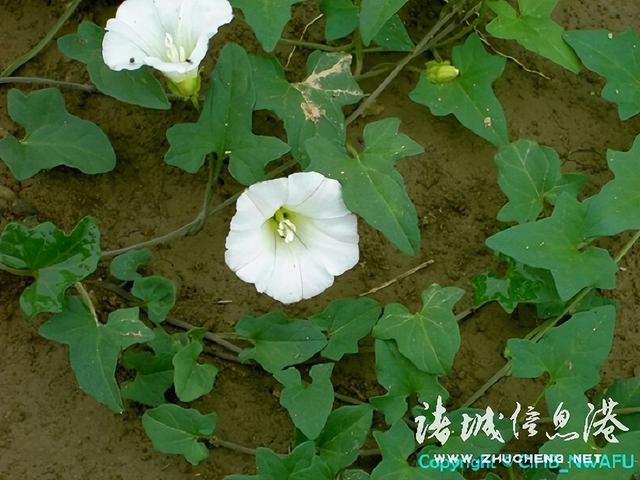 七星草的功效与作用，七星草的功效与作用（七星草都能治什么病）
