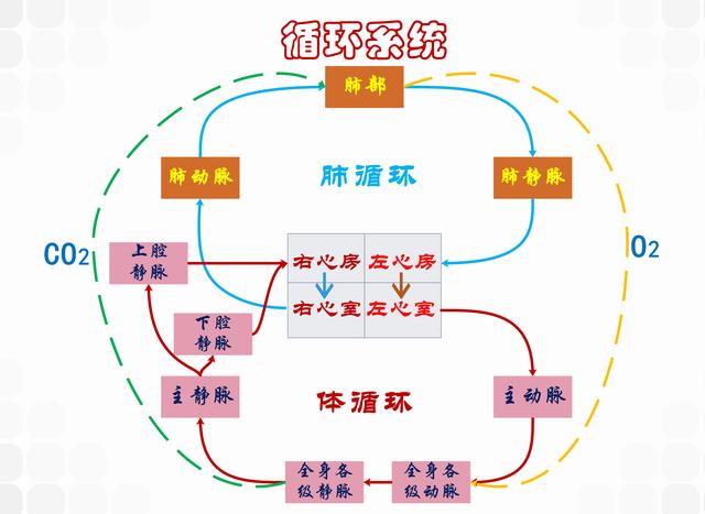 人体有几大系统，人体几大组织几大系统（人生价值系统——身体）