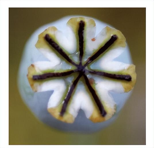 花朵的构造有哪些，花朵的组成结构（暴力拆解花朵的几何结构）