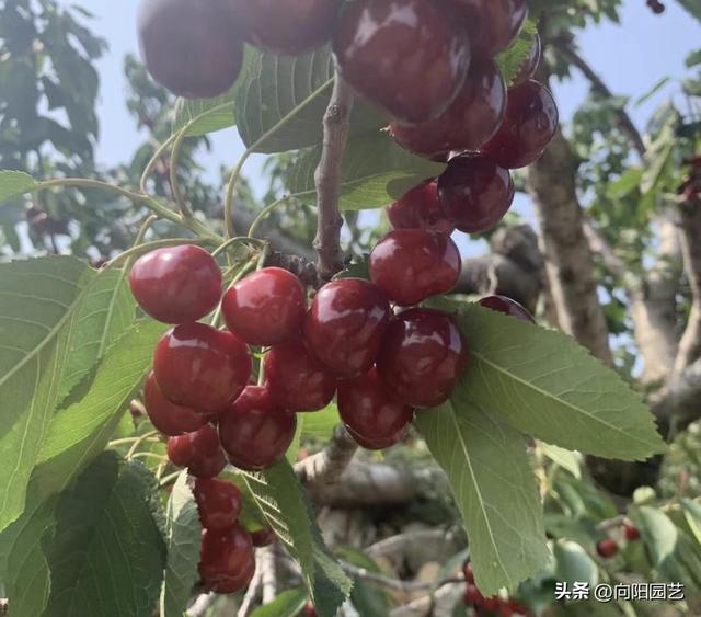 车厘子种植方法，盆栽车厘子种植技术（中国没有车厘子）