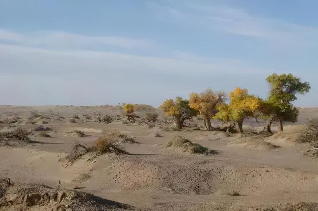 植树节的来历和意义，植树节的由来和意义（植树节的来历和意义是什么）