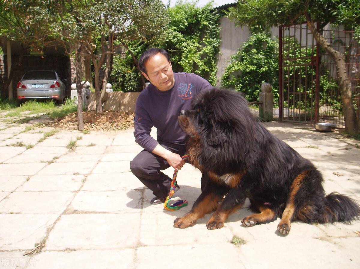 2016藏獒多少钱一只 藏獒多少钱一只:2018藏獒价格是多少