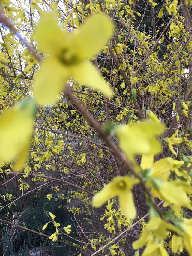 寻欢/风景壁纸/你是人间的四月天，羡入四月图片（绿汀文学社《天天诗刊》第67期）