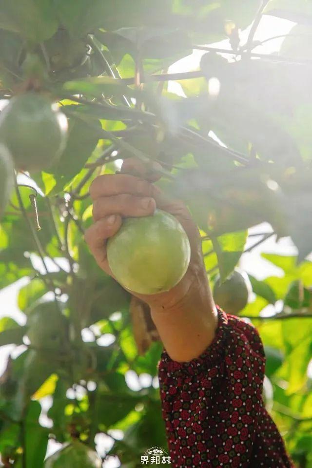 广西的特产水果有哪些，广西的特产有什么水果（满足水果控们的所有期望）